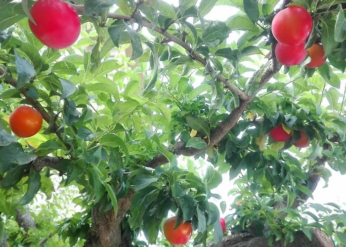 Ripe's Forest Garden Roma