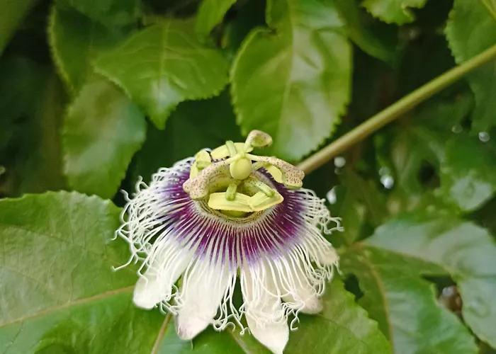 Casa de hóspedes Ripe's Forest Garden