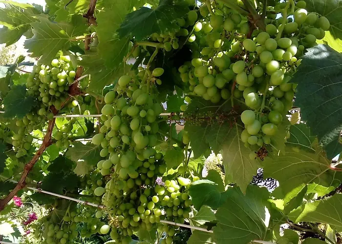 Ripe's Forest Garden 4* Roma